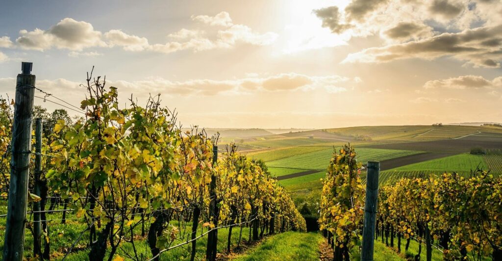 Land Bank and Dept of Agriculture to launch fund to transform SA wine industry